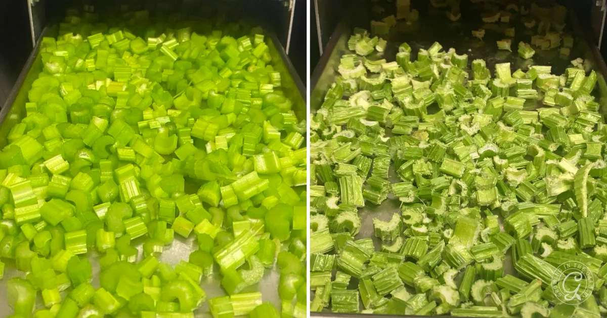 Side-by-side trays display freshly chopped celery on the left and crisp freeze dried celery pieces on the right.