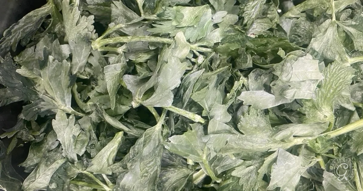 Close-up of fresh, green mugwort leaves overlapping in a dense pile, with hints of freeze dried celery adding texture.