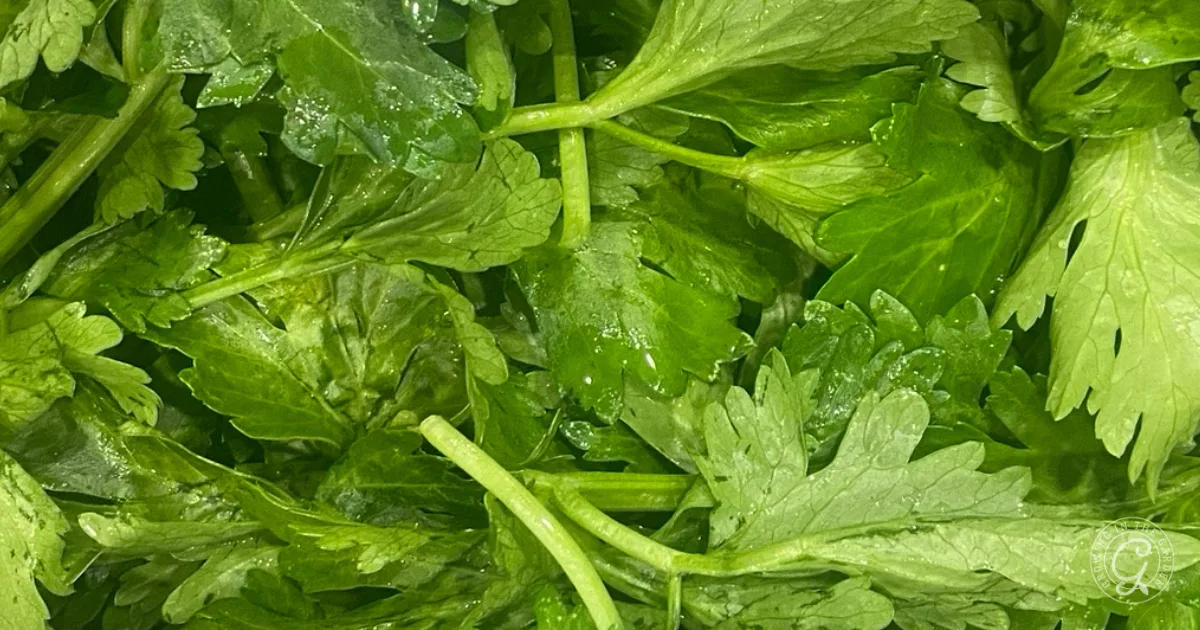 Close-up of fresh green parsley leaves with visible stems and water droplets, alongside a hint of freeze dried celery.
