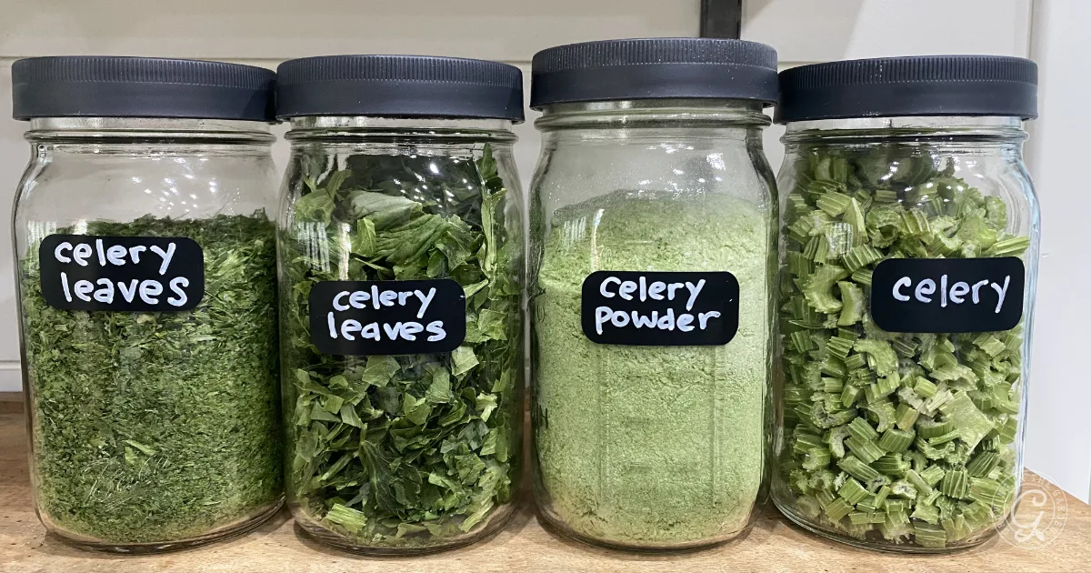 Four glass jars filled with celery leaves, freeze dried celery, celery powder, and chopped celery on a wooden shelf.