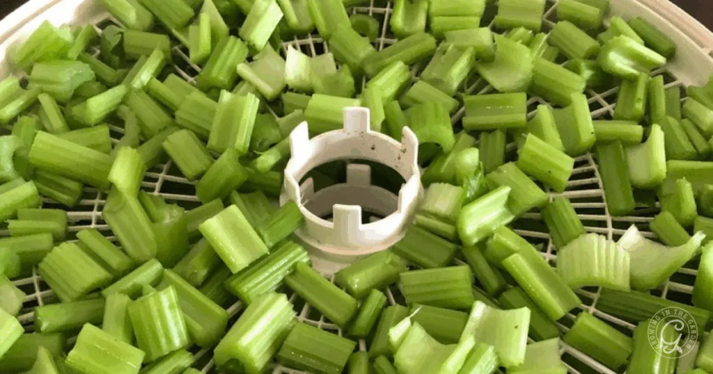 Chopped celery pieces, perfect for making freeze dried celery, are spread on a dehydrator tray for drying.