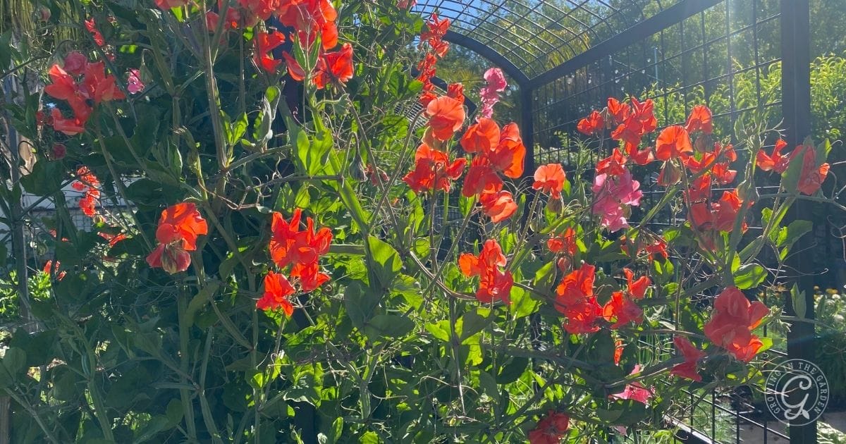 Sweet Pea Blooms