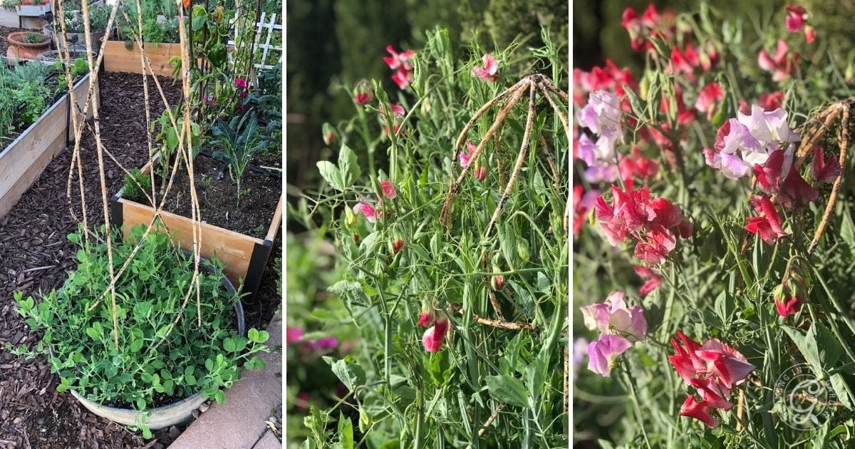 Sweet Peas climbing a trellis (2)
