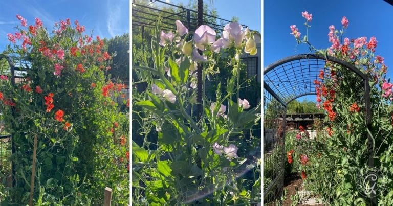 How to Grow Sweet Peas - Growing In The Garden