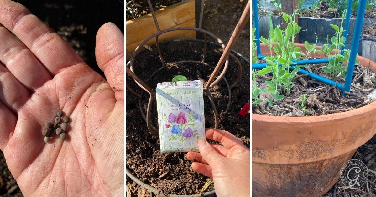 Sweet pea seeds and seedlings