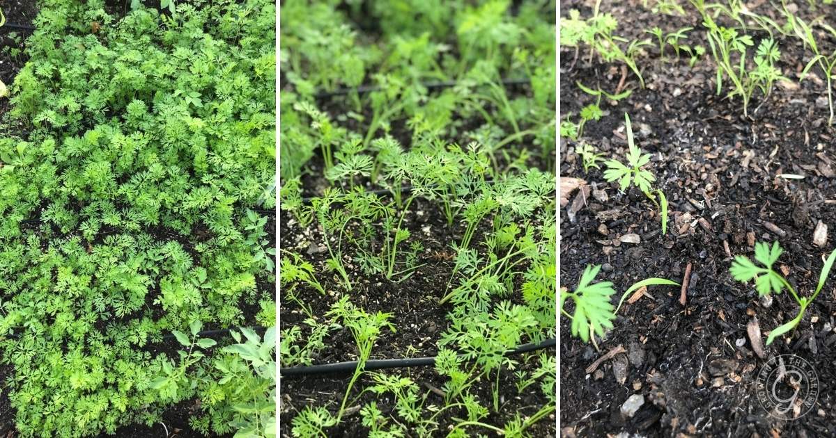 The importance of thinning carrots