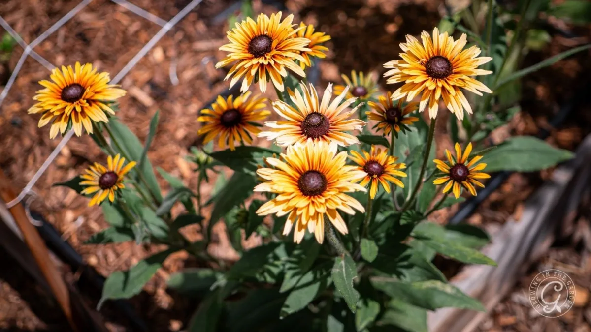 Bunch of yellow and orange coneflowers with dark centers growing in a garden bed.
