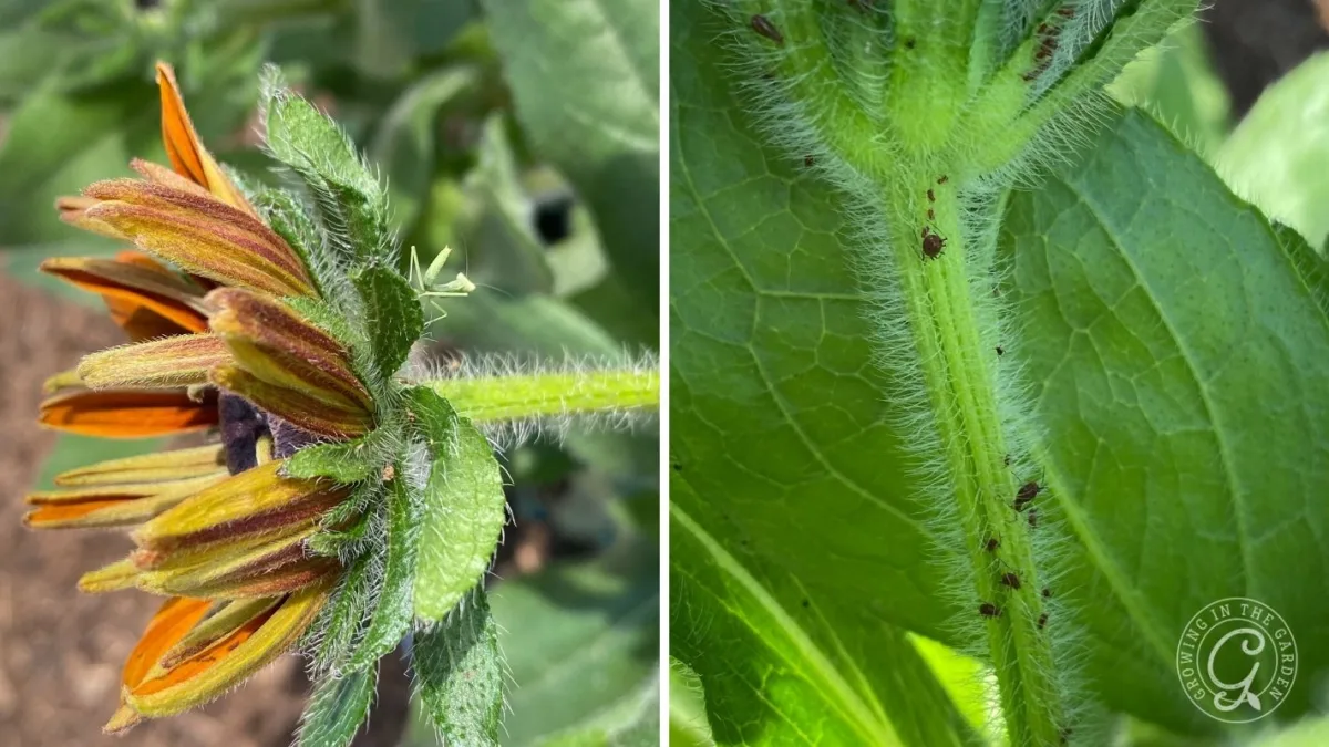 Close-up of a flower bud and a stem, both showing small black aphids and green leaves.