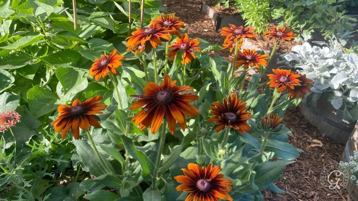 Orange and brown coneflowers bloom in a garden bed surrounded by green foliage and wood mulch.