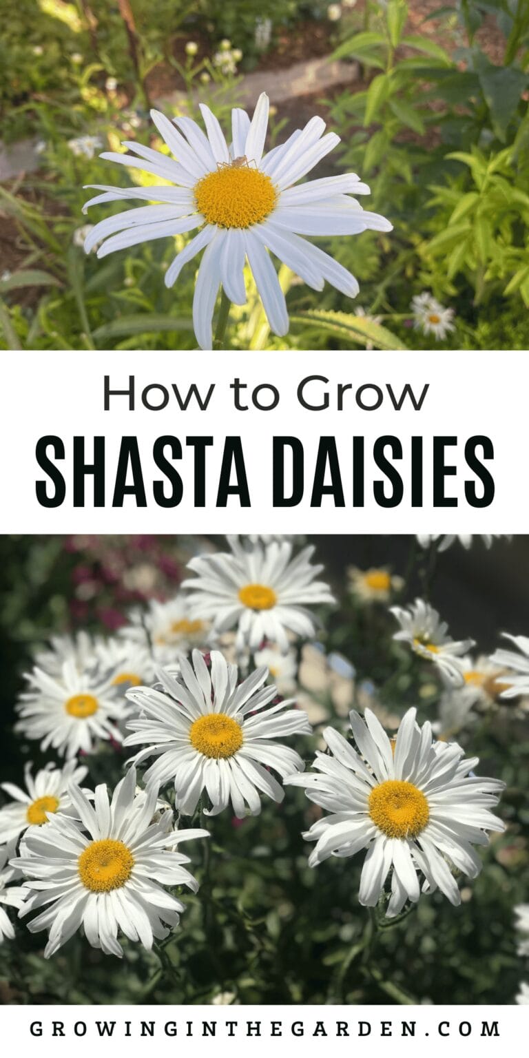 How to Grow Shasta Daisies - Growing In The Garden