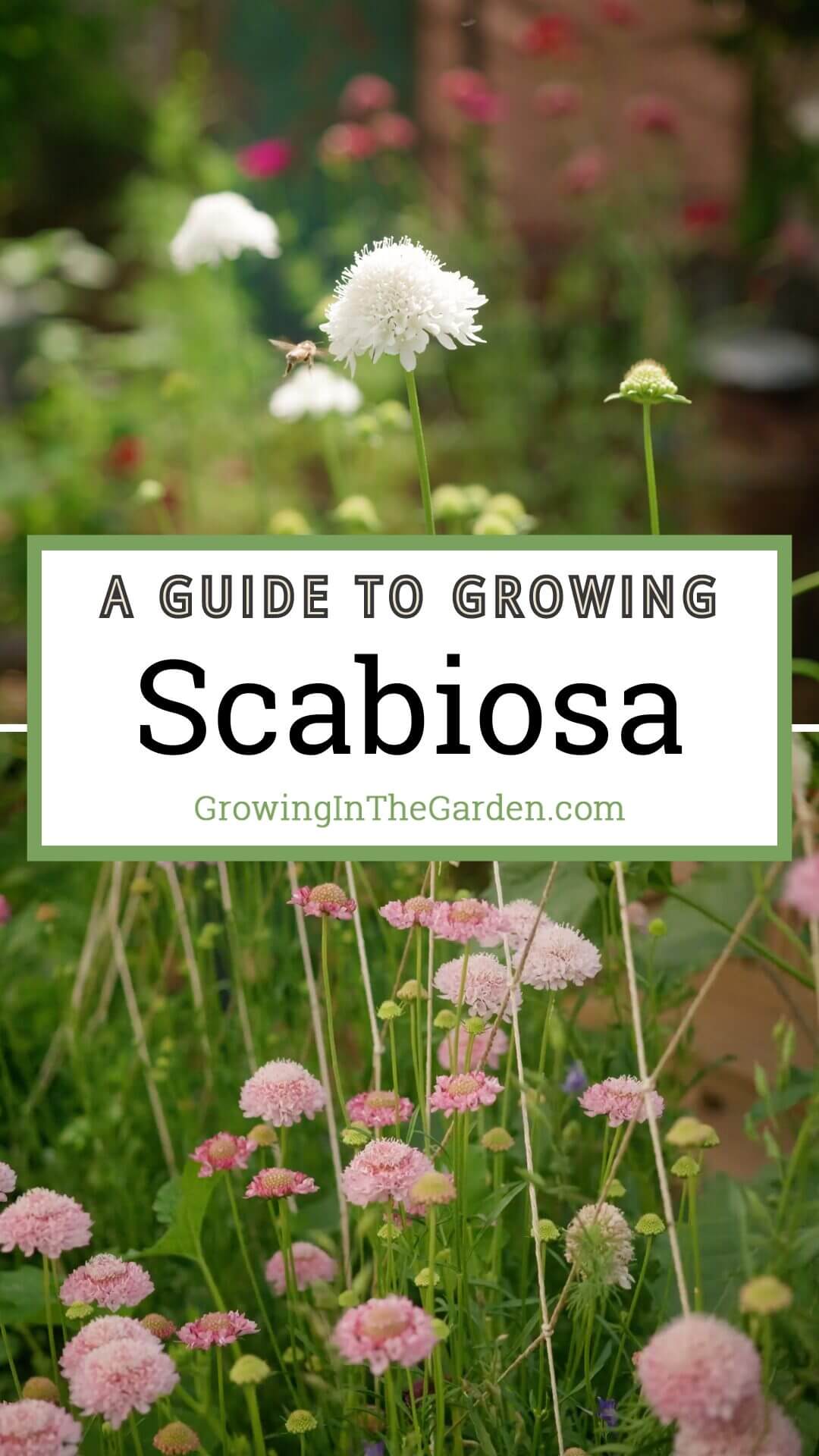 Scabiosa: How to Grow Pincushion Flowers