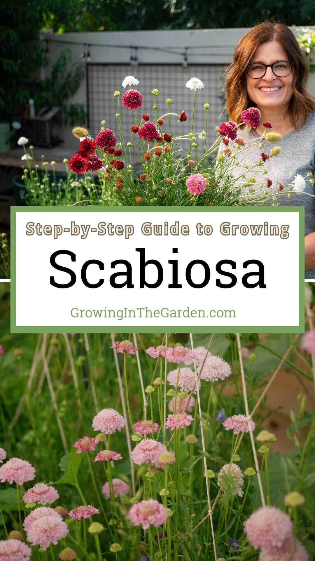 Scabiosa: How to Grow Pincushion Flowers