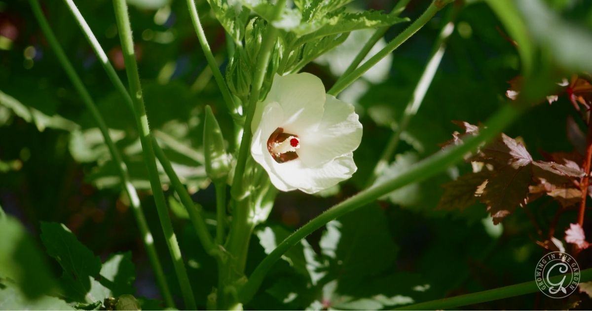 How to Grow Okra