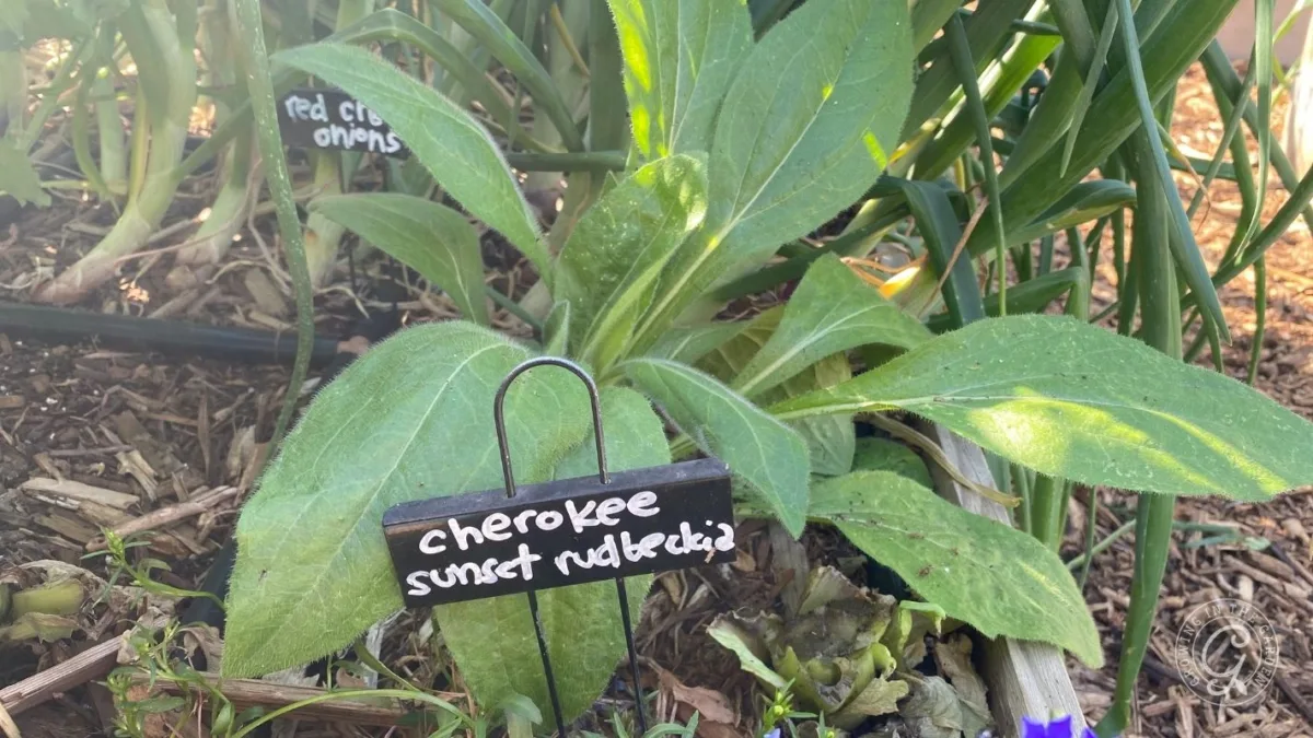 Green plant labeled cherokee sunset rudbeckia growing in a garden bed with mulch and other plants nearby.
