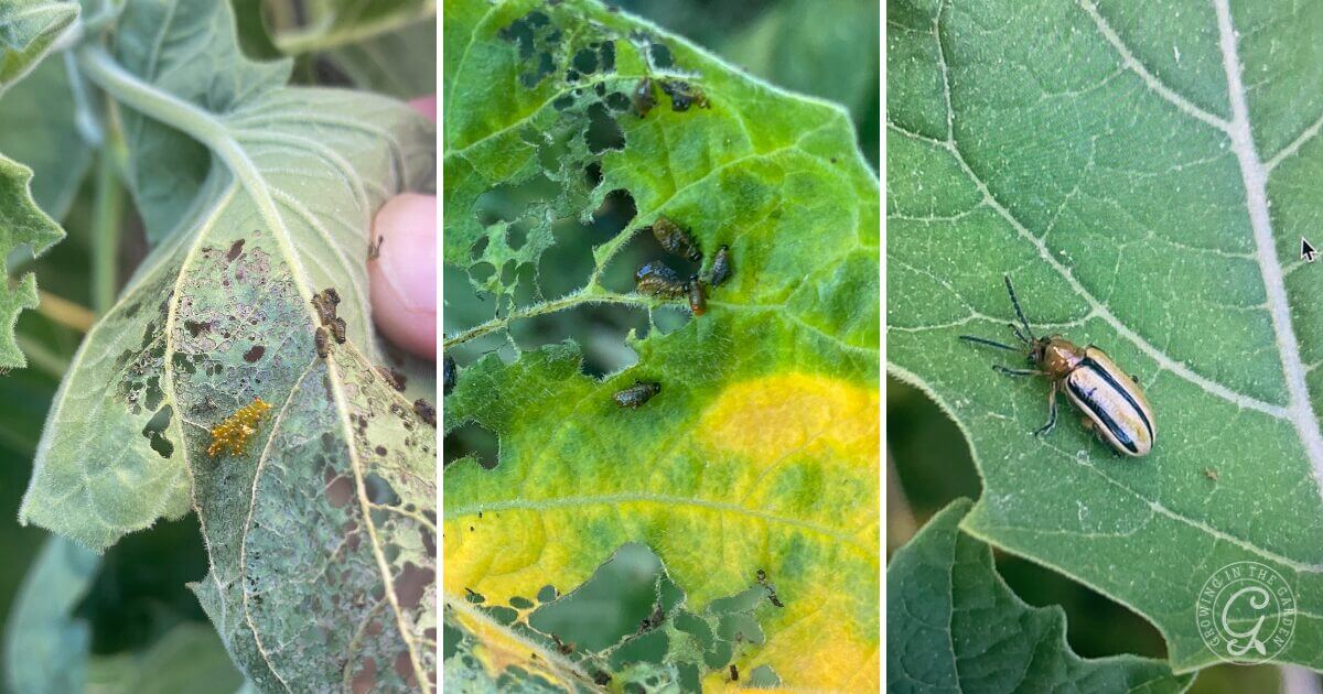 3 Lined Cucumber Beetle