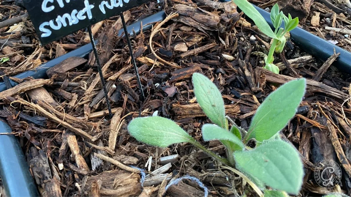 Small green plant growing in mulch next to a plant marker labeled Eriophyllum sunset rubrum.
