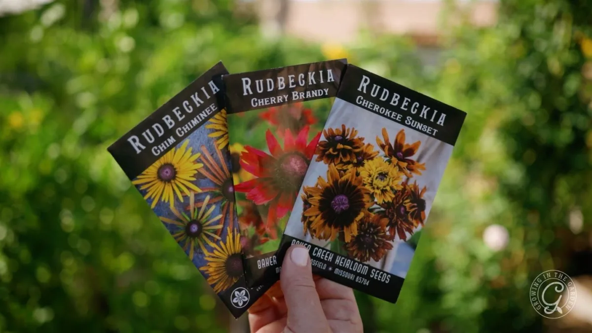 A hand holds three seed packets for different types of Rudbeckia flowers against a green outdoor background.