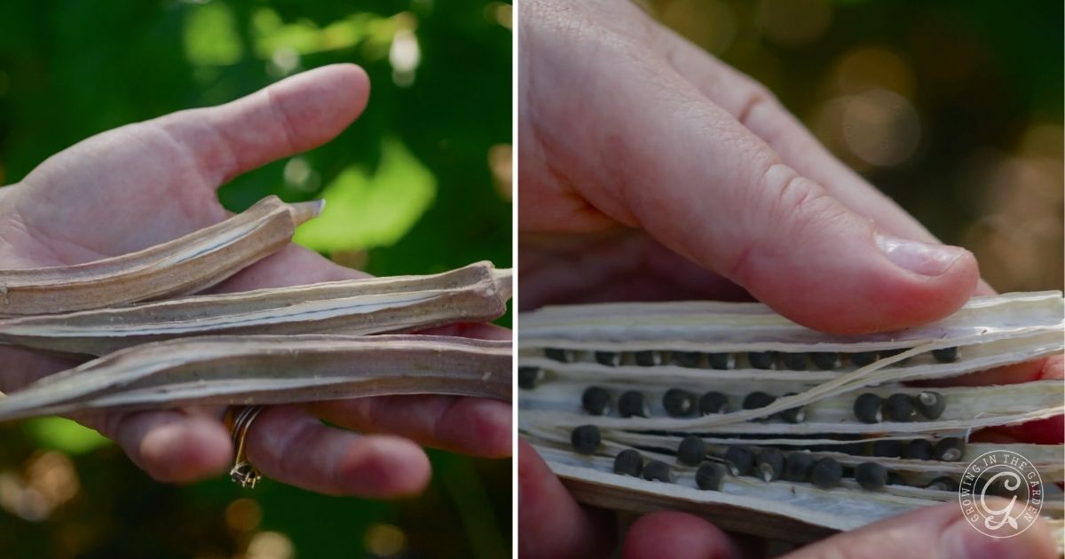 How to Save Okra Seeds