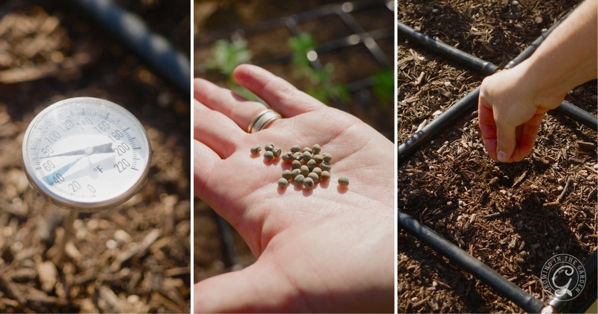How to Plant Okra