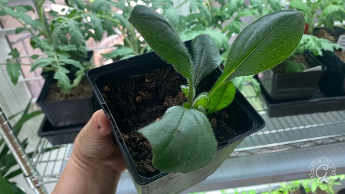 A hand holds a small potted seedling with green leaves; other plants are visible in the background.