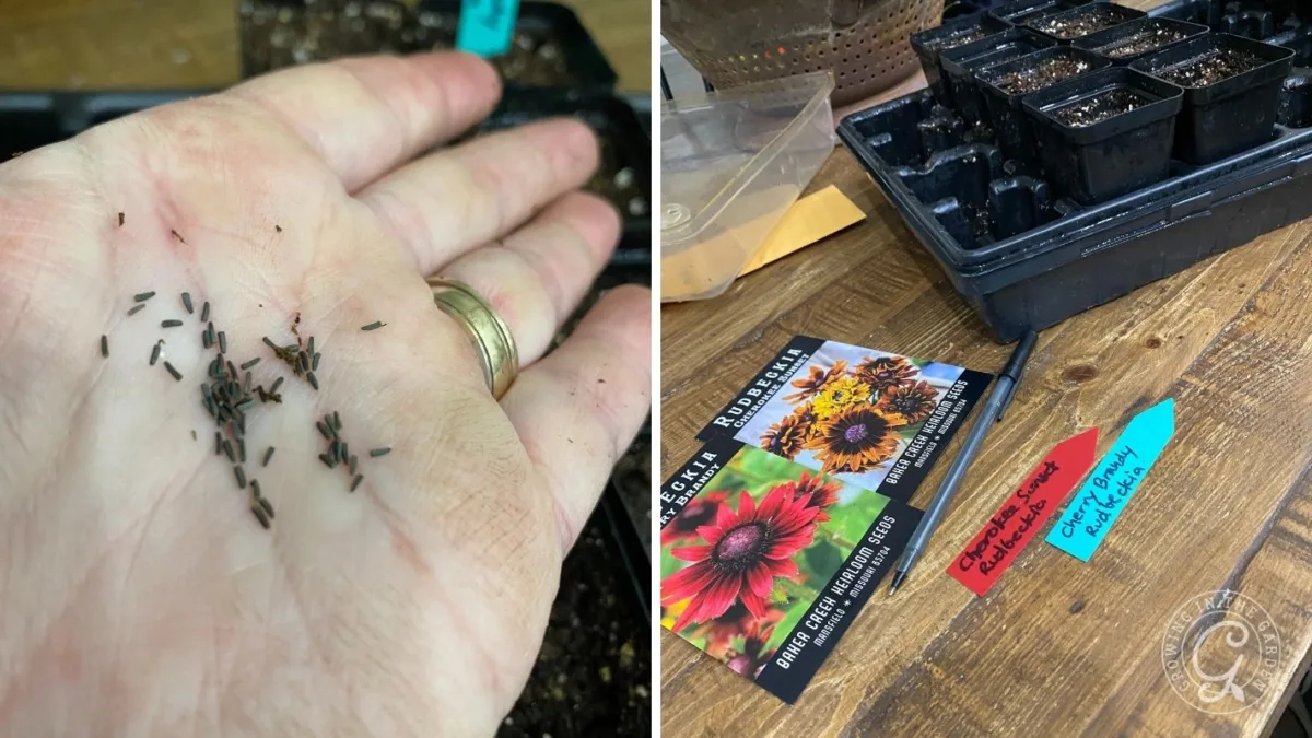 Left: Hand holding small seeds; right: seed packets and labeled pots on a wooden table for planting.