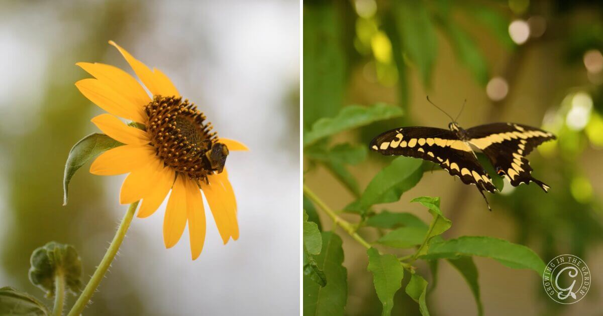 Arizona Garden in June