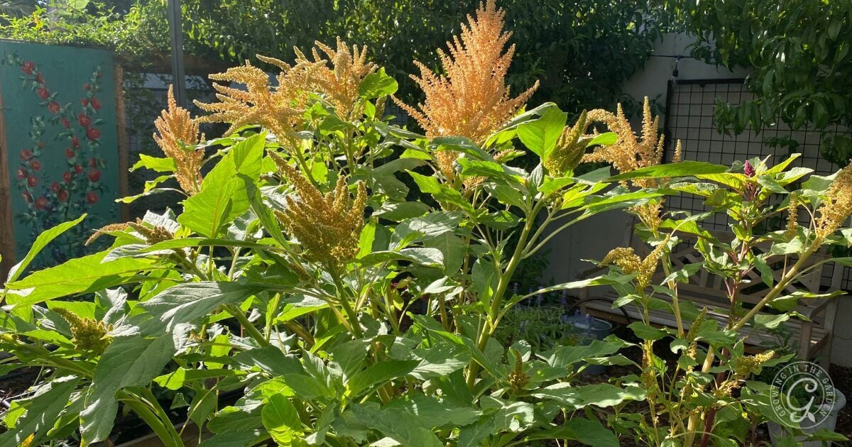 Amaranth