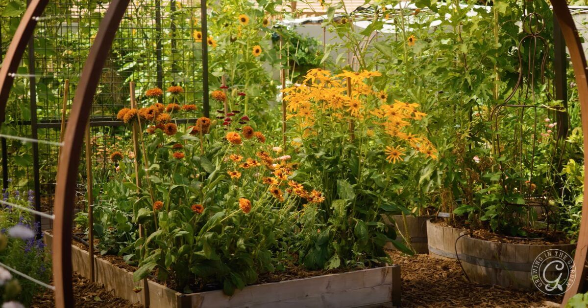 Arizona Garden in June