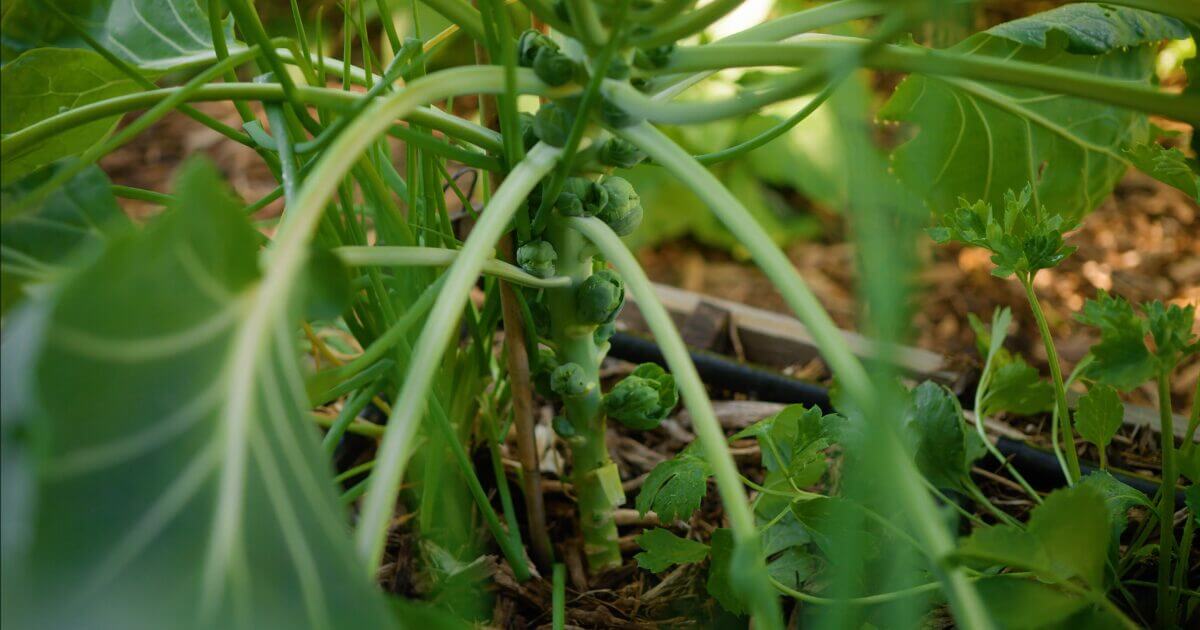 Brussels sprouts growing on a stalk among green leaves in a garden bed, sharing space with vibrant statice. Discover how to grow statice alongside your vegetables for a beautiful and productive garden.