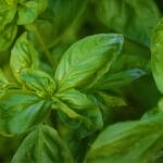 Close-up of fresh green basil leaves growing on a plant, showing the smooth, oval-shaped leaves with prominent veins and a vibrant, healthy appearance—perfect for those learning how to grow basil or how to harvest basil at home.