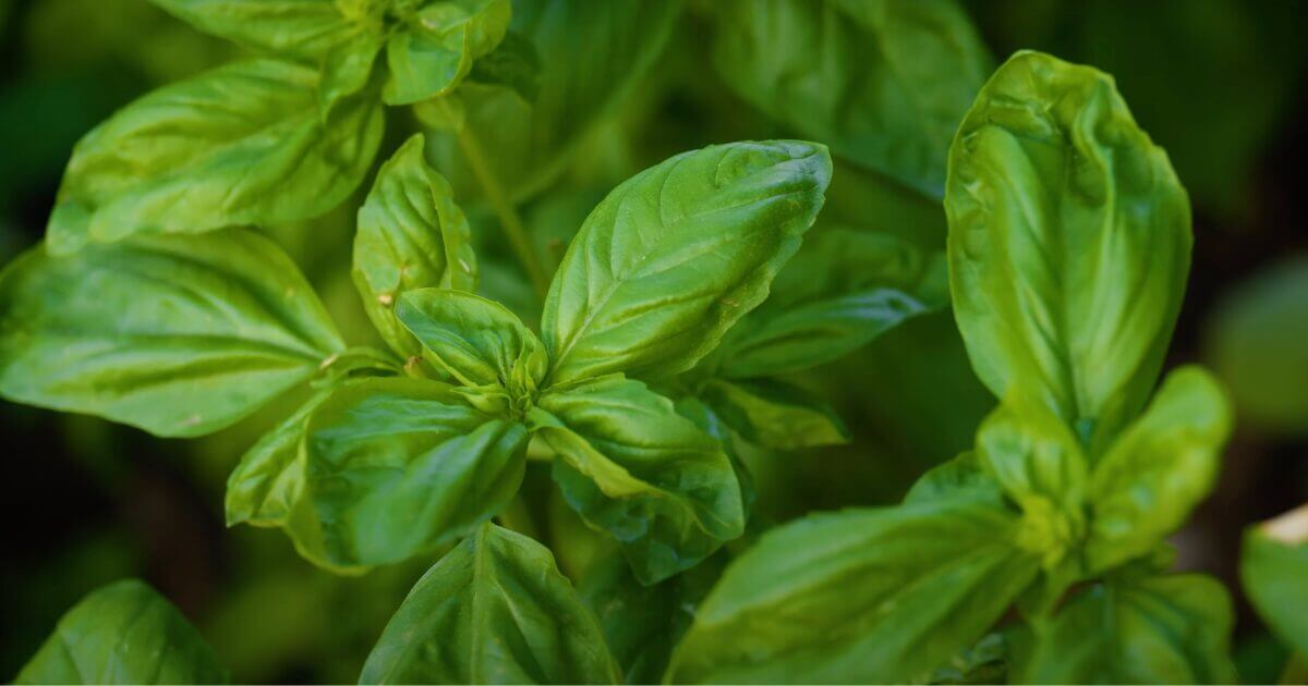 Close-up of fresh green basil leaves growing on a plant, showing the smooth, oval-shaped leaves with prominent veins and a vibrant, healthy appearance&mdash;perfect for those learning how to grow basil or how to harvest basil at home.