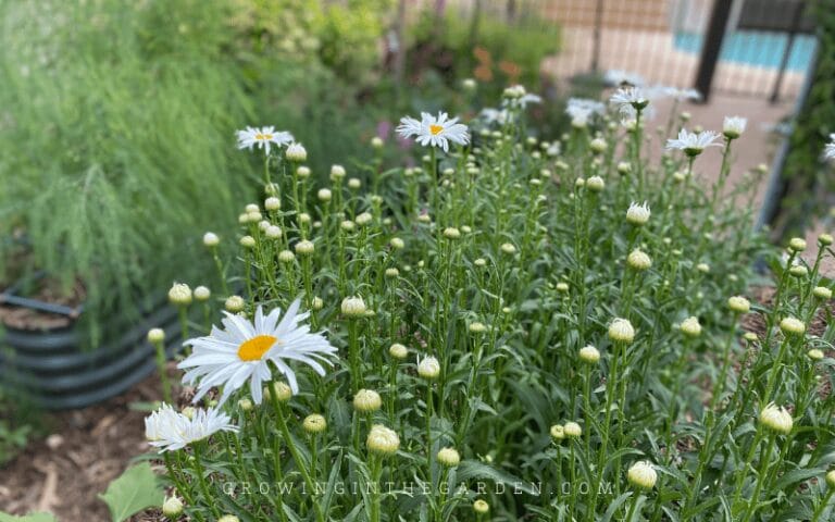 How to Grow Shasta Daisies - Growing In The Garden