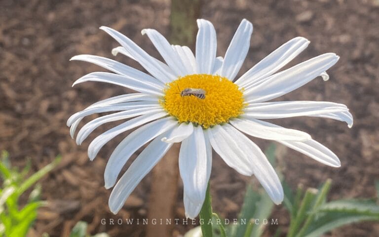 How to Grow Shasta Daisies - Growing In The Garden