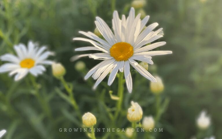 How to Grow Shasta Daisies - Growing In The Garden