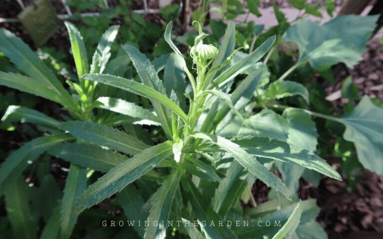 How to Grow Shasta Daisies - Growing In The Garden