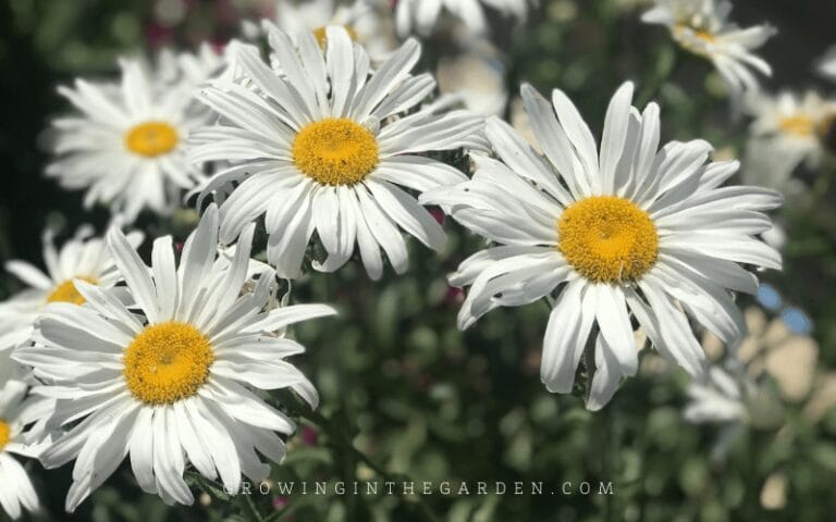 How to Grow Shasta Daisies - Growing In The Garden