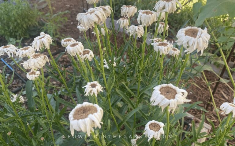 How to Grow Shasta Daisies - Growing In The Garden