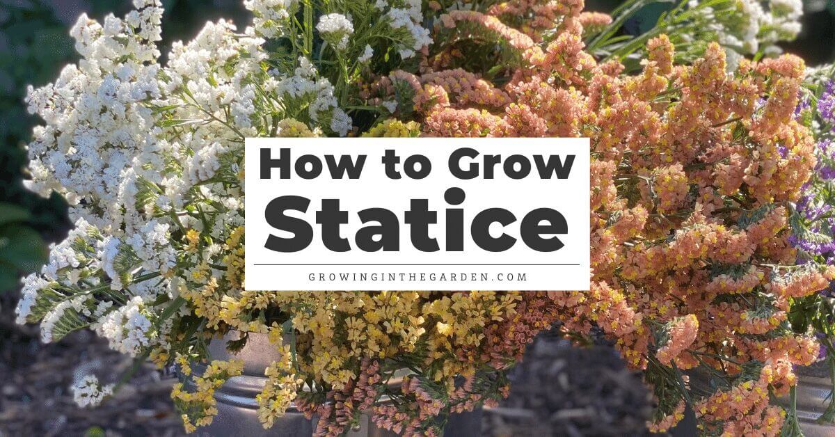 How to Grow Statice From Seed to Blooms Growing In The Garden