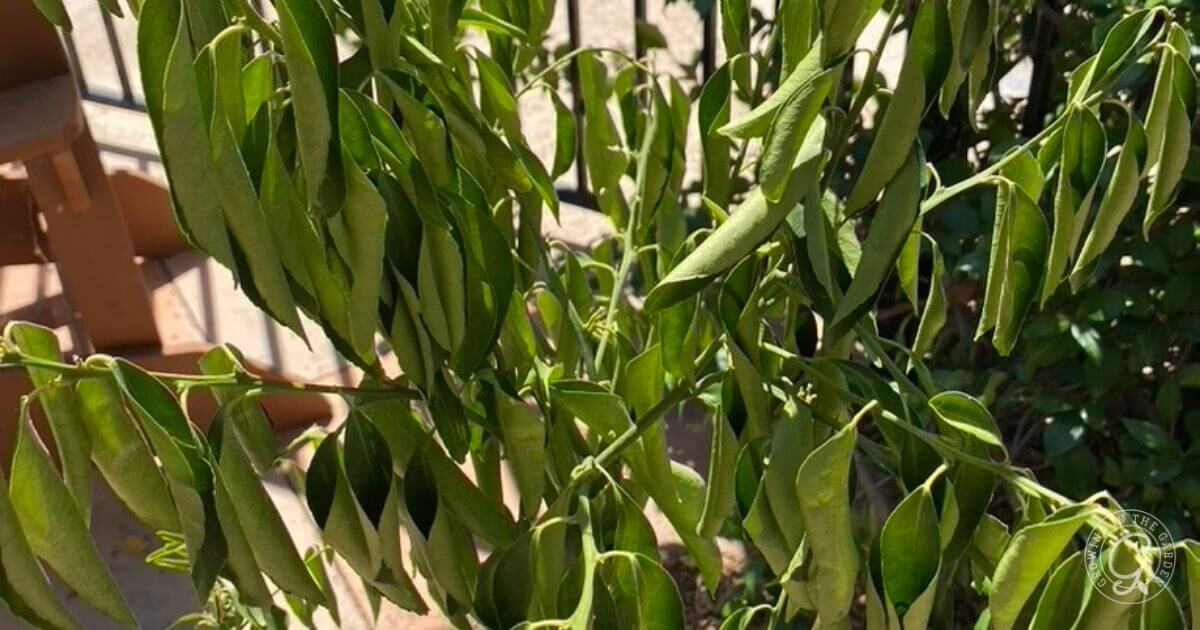 Leaf Curling From Water Stress