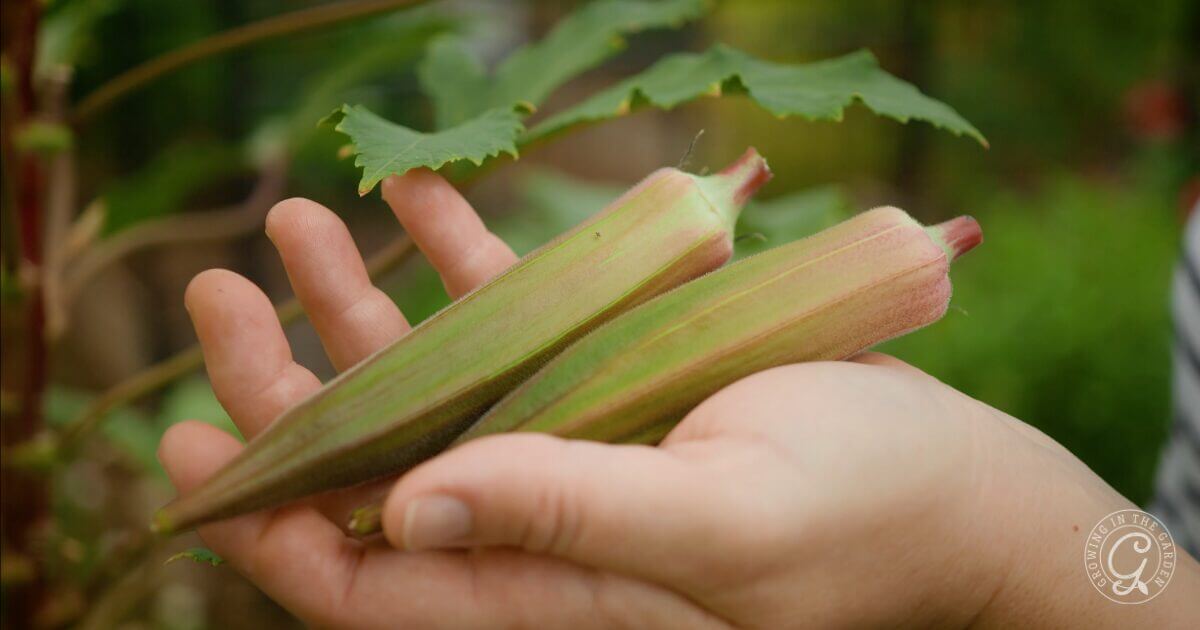 A hand holding two fresh okra pods with green leaves in the background.