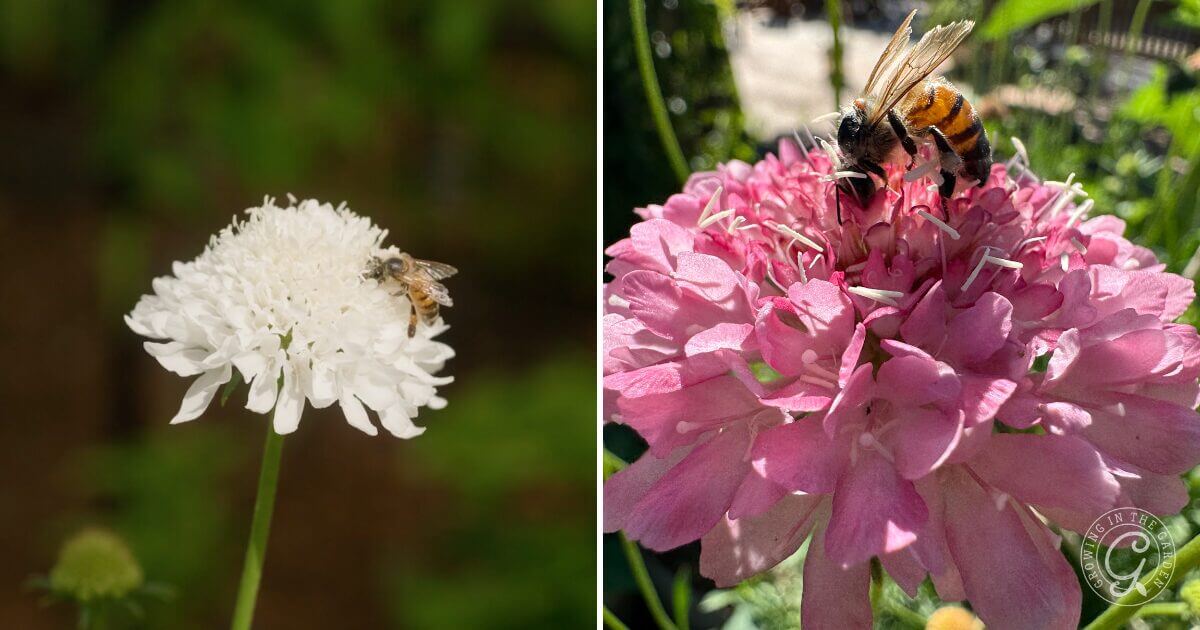 These long-lasting blooms attract gardeners and pollinators, such as bees (bumblebees love them!), butterflies, and hummingbirds, making them an excellent choice for companion planting.