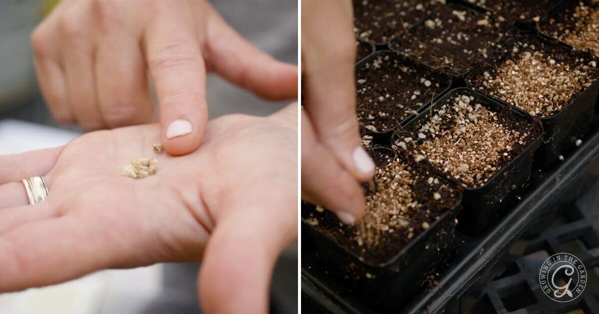 Scabiosa seeds need some light to germinate. Press seeds lightly into the soil and cover with a thin layer of vermiculite.