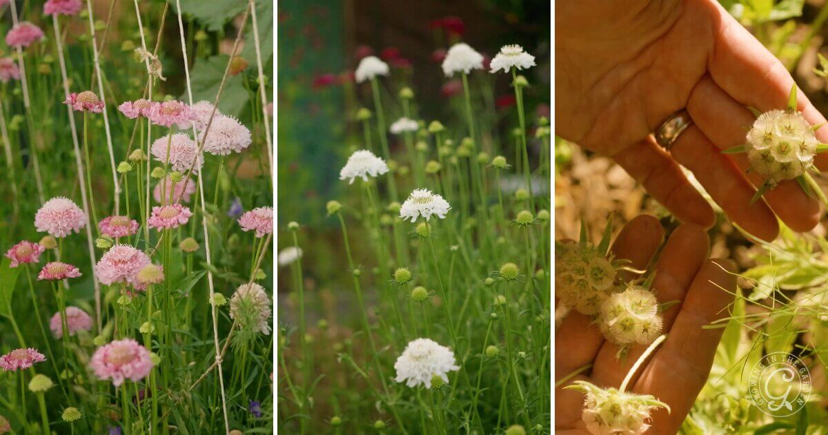 Scabiosa flowers come in various colors, including shades of purple, deep purple, blue, pink, white, and even red.