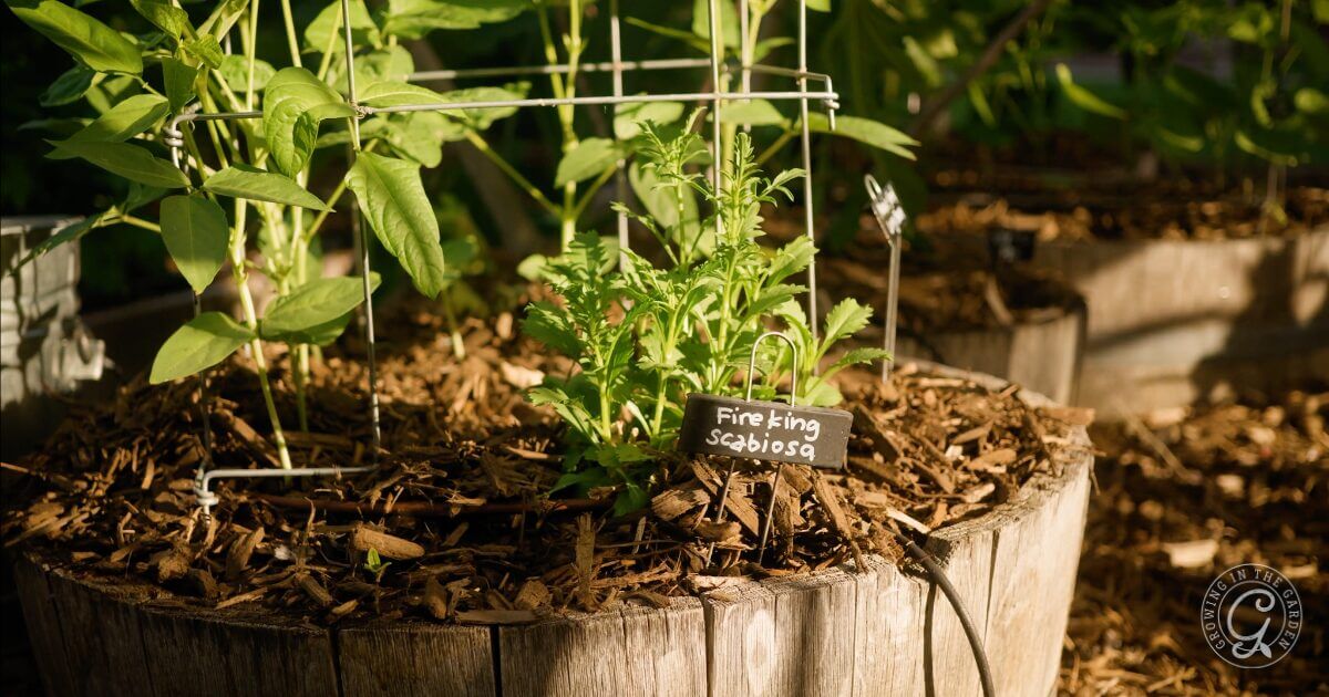 If you prefer plugs or transplants, you can plant them directly into the soil during your planting window. Allow 12 inches (30cm) between plants. Provide adequate space between plants to promote proper air circulation and prevent overcrowding.
