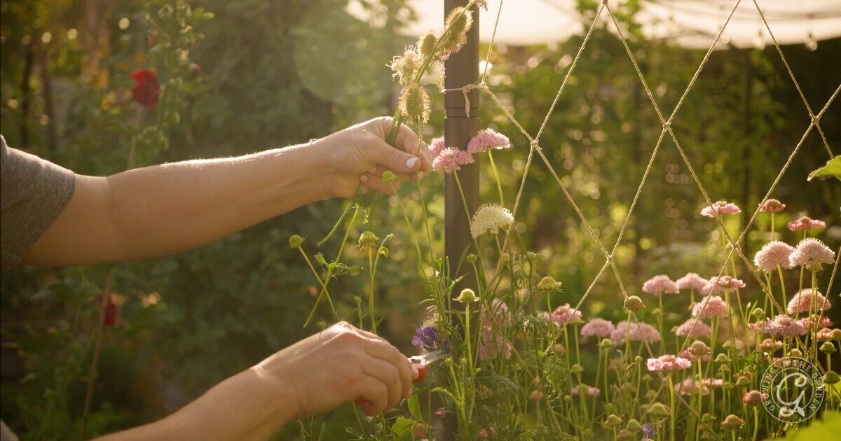 To encourage blooms, regularly remove dead leaves and spent blooms.
