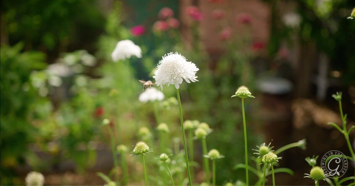 Scabiosa is an easy plant to grow, whether you start from seed, plug, or transplant. Pincushion flowers are cool-season hardy annuals that tolerate frost and grow best when they get established during cooler temperatures. 