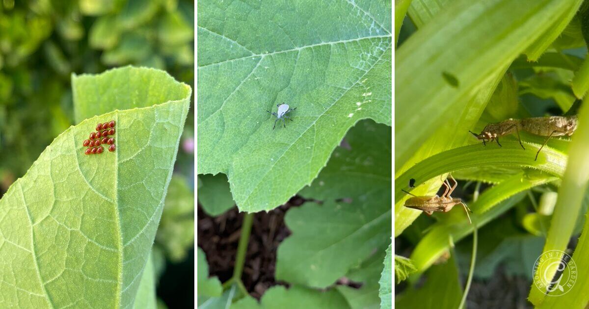 Squash Bugs