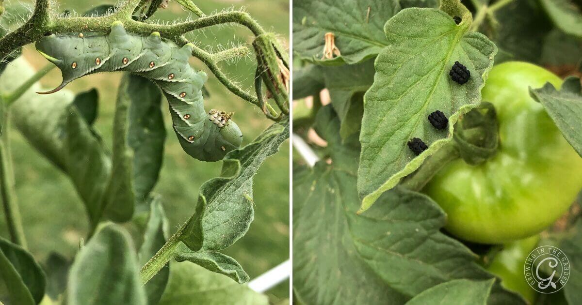 Tomato Hornworm and Frass