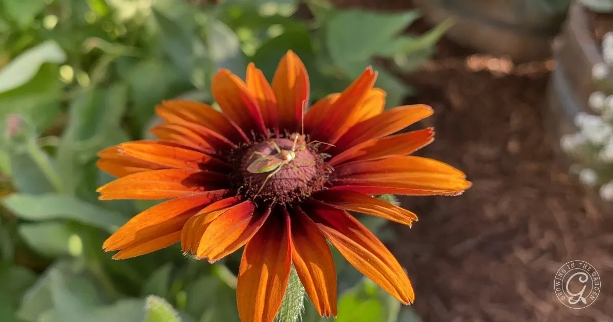 An orange and red flower with a green insect on its center, surrounded by sunlit green leaves&mdash;a perfect example of natural pest control methods in action.