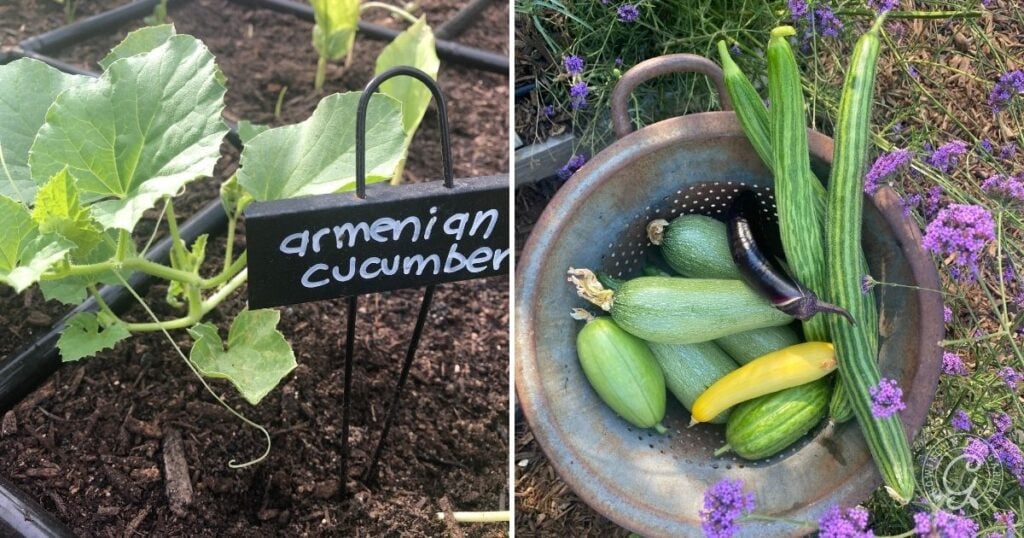 Left: Armenian cucumber plant with label; Right: harvested cucumbers and squash in a colander with flowers—perfect inspiration for learning how to grow Armenian Cucumbers at home.